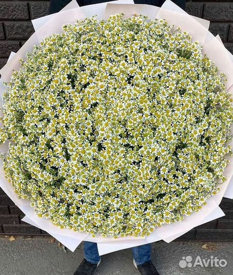 Цветы ромашки