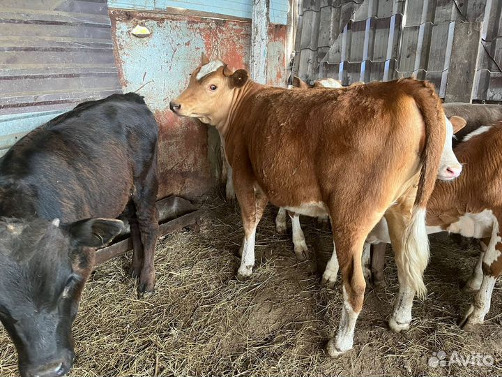 Телята телочки породы симментал