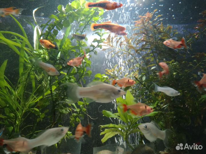 Рыбки Тернеции Неоны Барбусы Скалярии