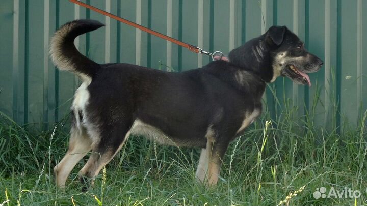 Собака в дар