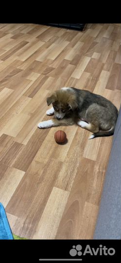 Щенок девочка