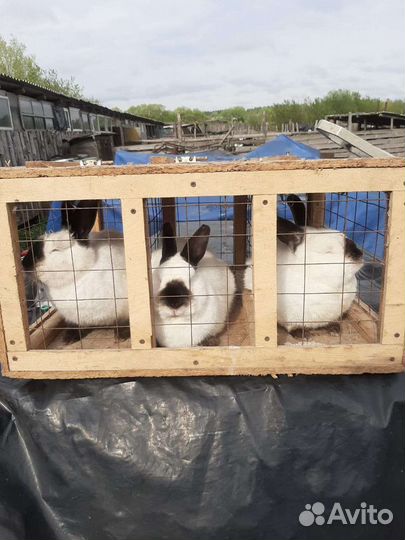 Кролики разных пород