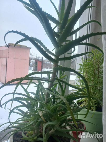 Доктор/алоэ