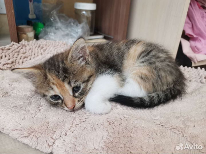 Котята в добрые руки бесплатно