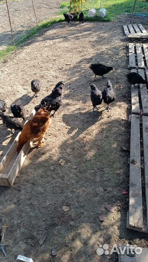 Куры и тетушки Джерсийский гигант и ухей илюй