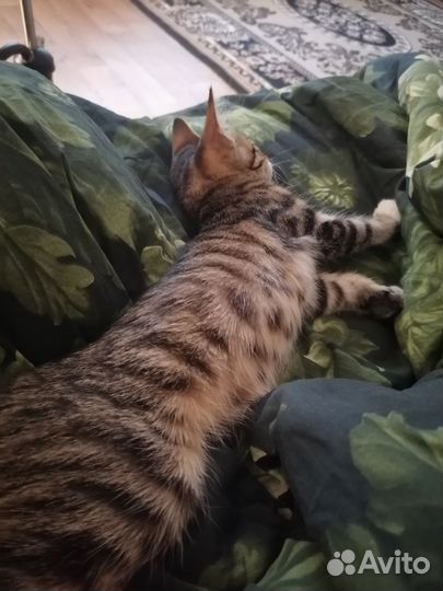 Кошка бесплатно