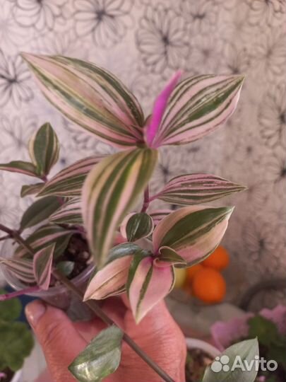 Комнатные цветы