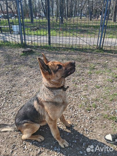 Немецкая овчарка. Вязка