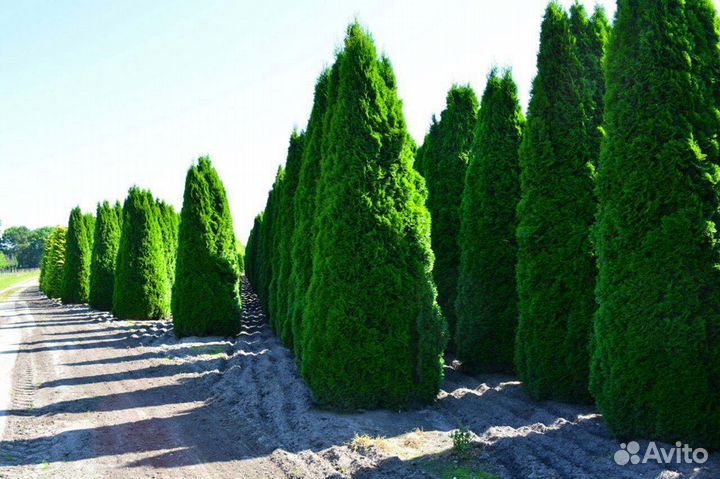 Туи вип класса