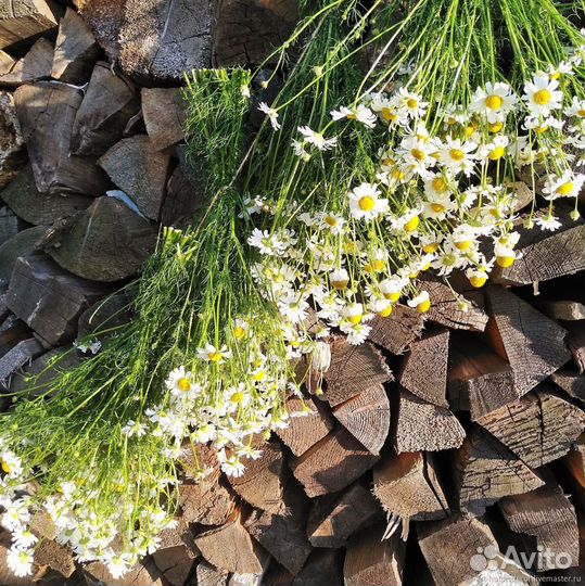 Травы для бани. Зоопарки для бани