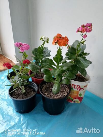 Каланхоэ цветущий