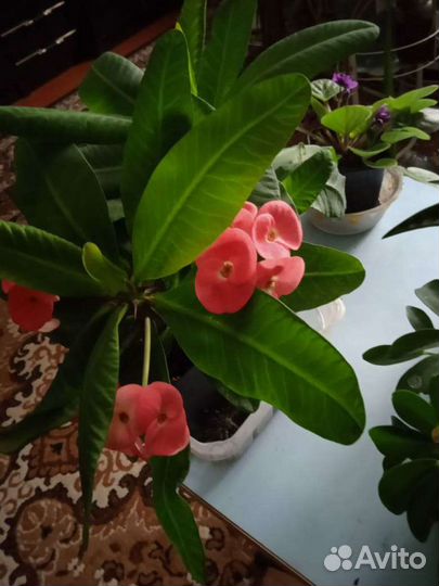 Молочай миля