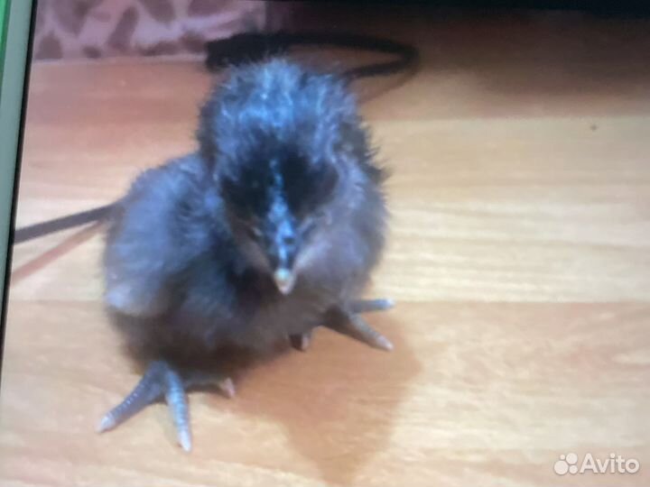 Лакеданзи, сильверудд инкубационное яйцо