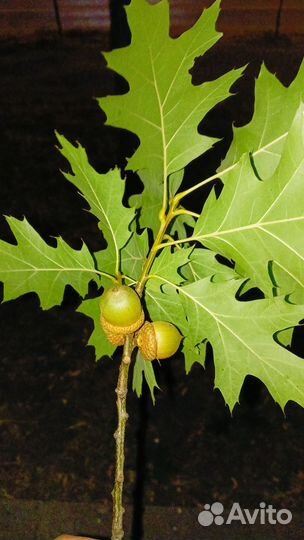 Дуб канадский красный. Саженцы