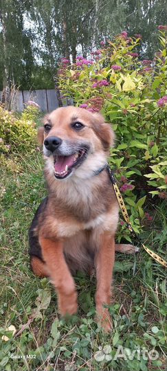 Собака в добрые руки