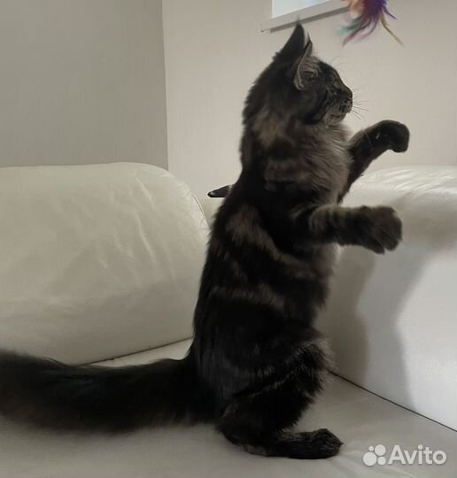 Котенок мейн-кун