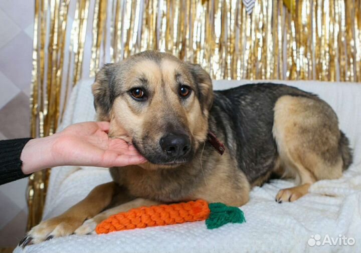 Нежная и незаметная Брусника грустит в приюте