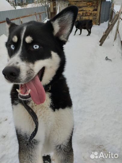 Сибирский хаски