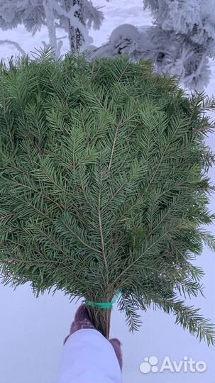 Веники для бани