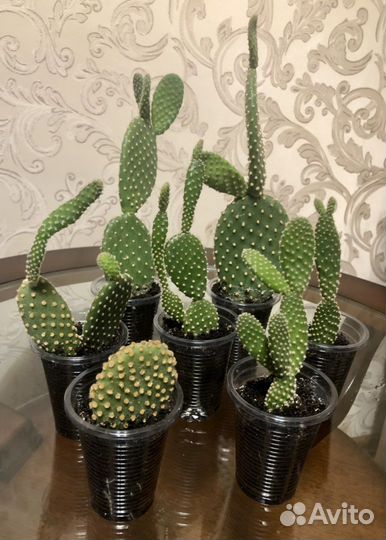 Кактус Опунция