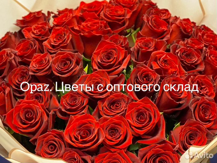 Розы Эквадор 70см