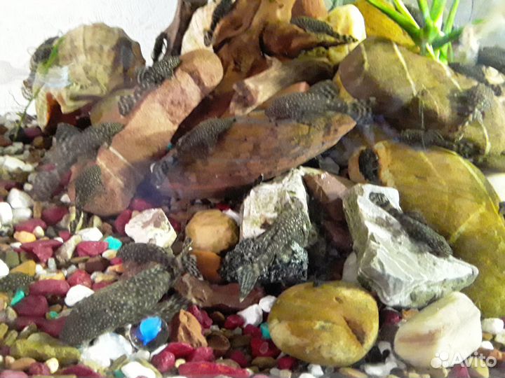 Аквариумные рыбки