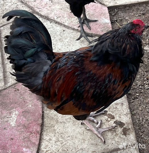 Молодые петушки