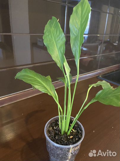 Спатифиллум