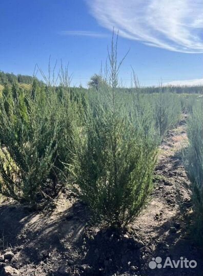 Можжевельник Блю Эрроу из питомника с доставкой