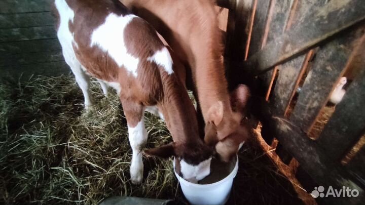 Быки и телята