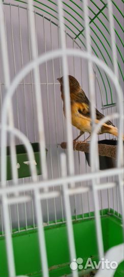 Кенар и канарейка