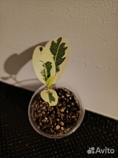 Фикусы Альбомаргината, Букле, Даниэль, Бафт, Неон