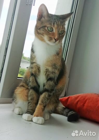 Котенок в дар