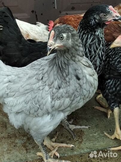 Молодка разных пород кур