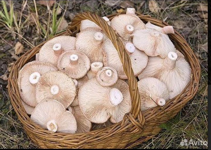 Грузди свежие