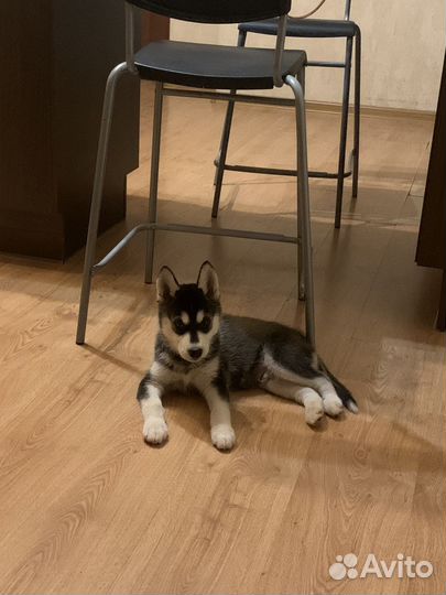 Собаки хаски щенки