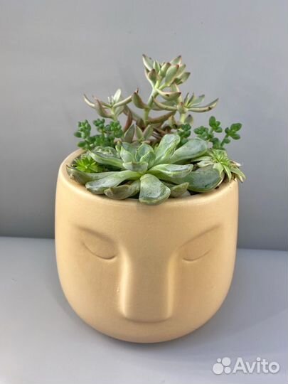 Флорариум часть 2