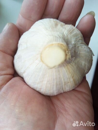 Озимый чеснок севок