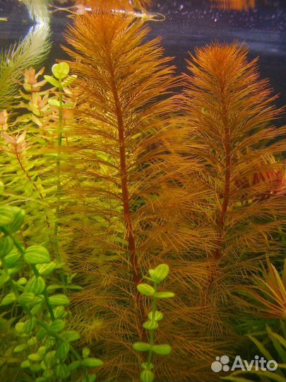 Живые аквариумные растения. Улитка Хелена