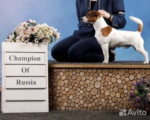 Джек рассел терьер. Вязка
