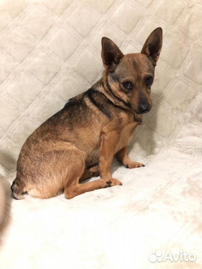 Мелкая собачка Даша