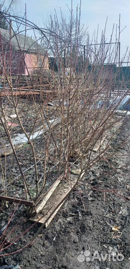 Айва японская