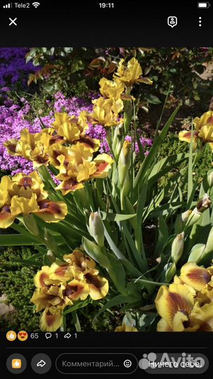 Ирис и многое другое
