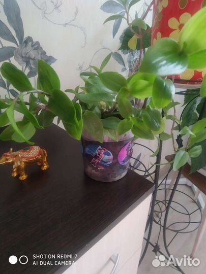 Традесканция