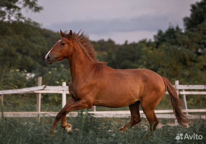 Лошадь на продажу