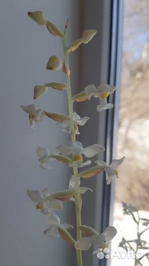 Орхидея - Лудизия двуцветная