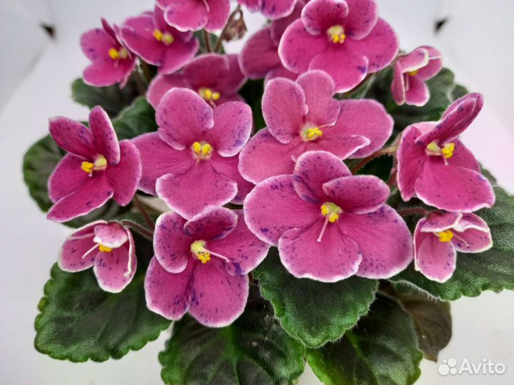 Фиалки (сенполии)