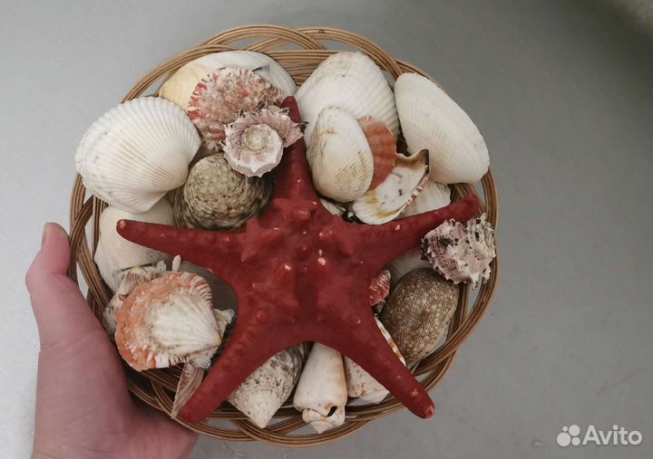 Набор ракушек
