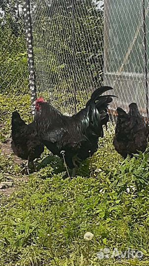 Черн.Джерсийский гигант