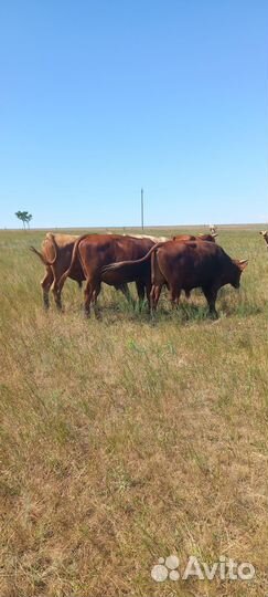 Продам быки